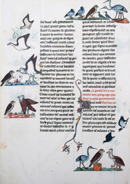 De arte venandi cum avibus: Abwehrtechniken der Beutevögel