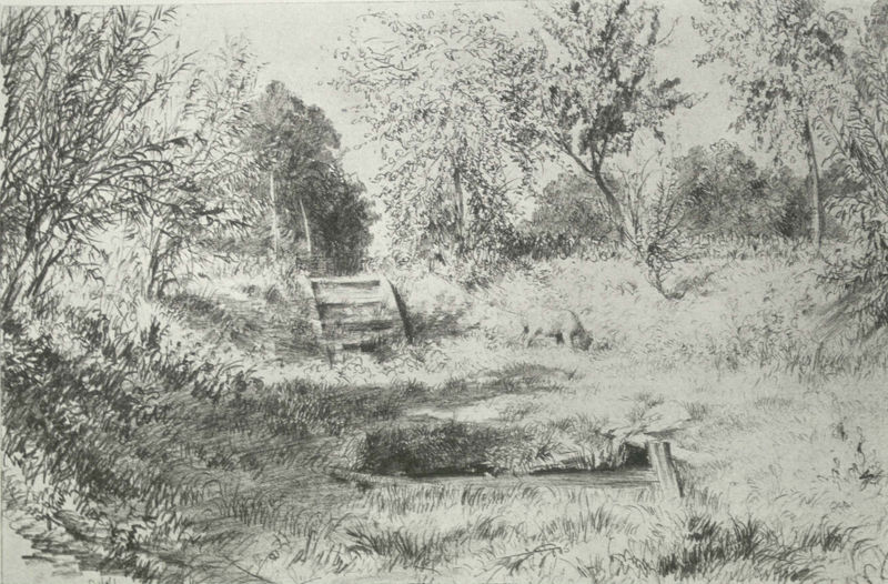 Wiese mit Bäumen und weidendem Schaf