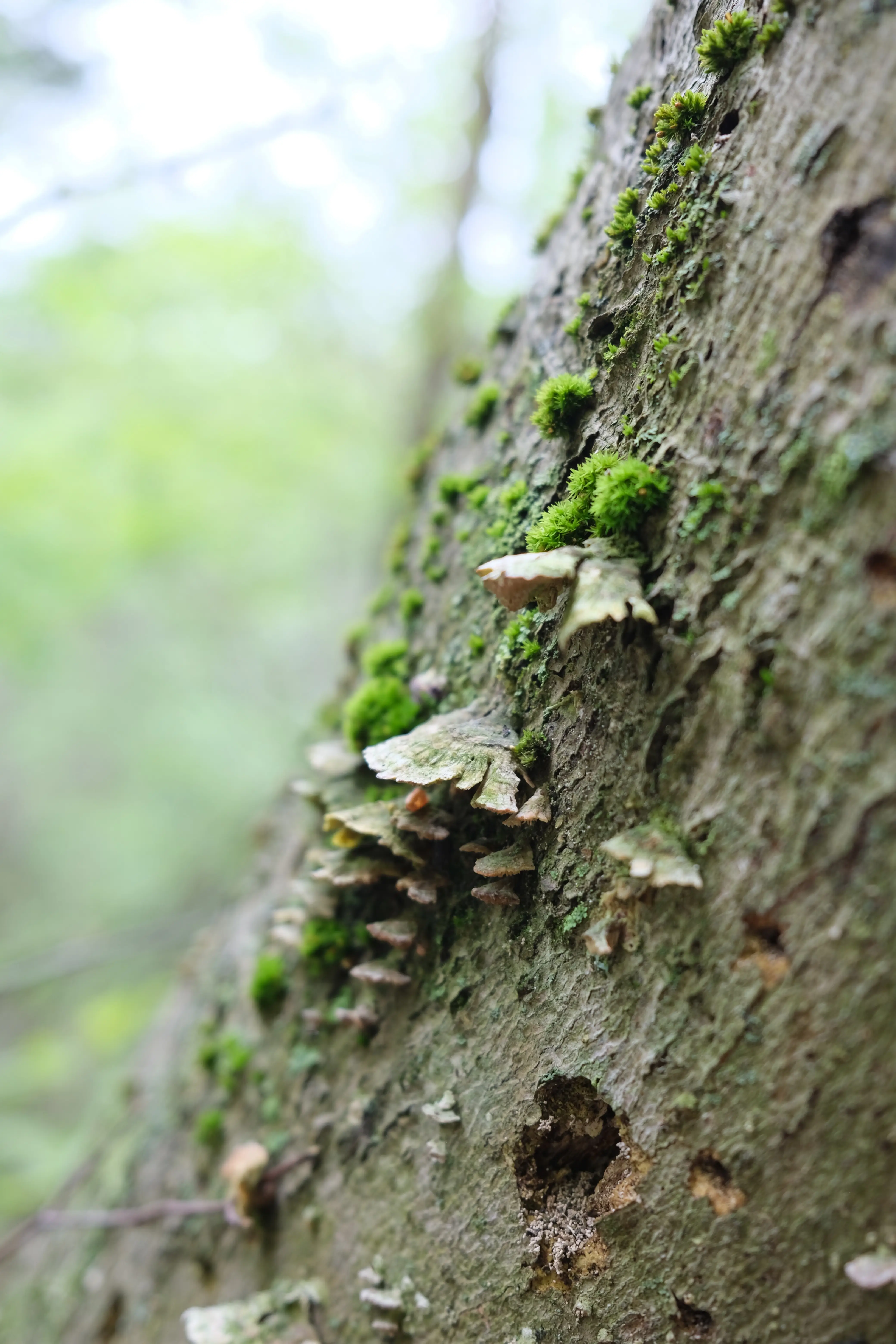 Photo: 2022-05-15_Mushrooms.webp