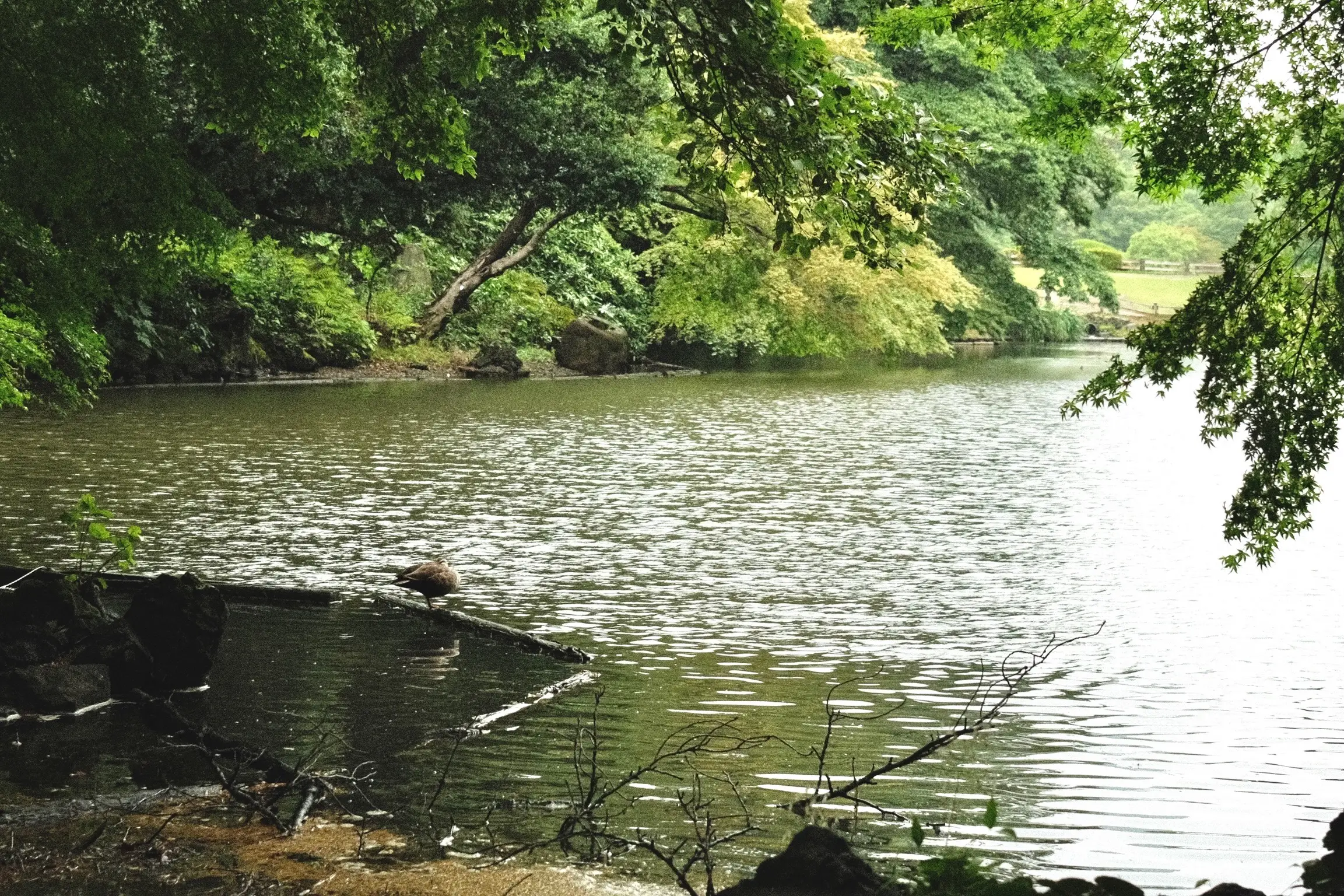 Photo: 2023-05-23_Sanshiro-Pond.webp