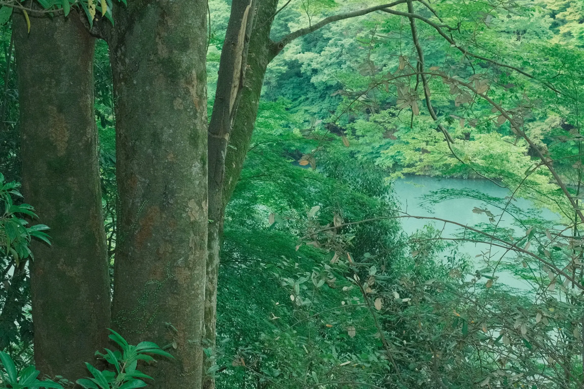 Photo: 2023-05-25_Arashiyama-Park.webp