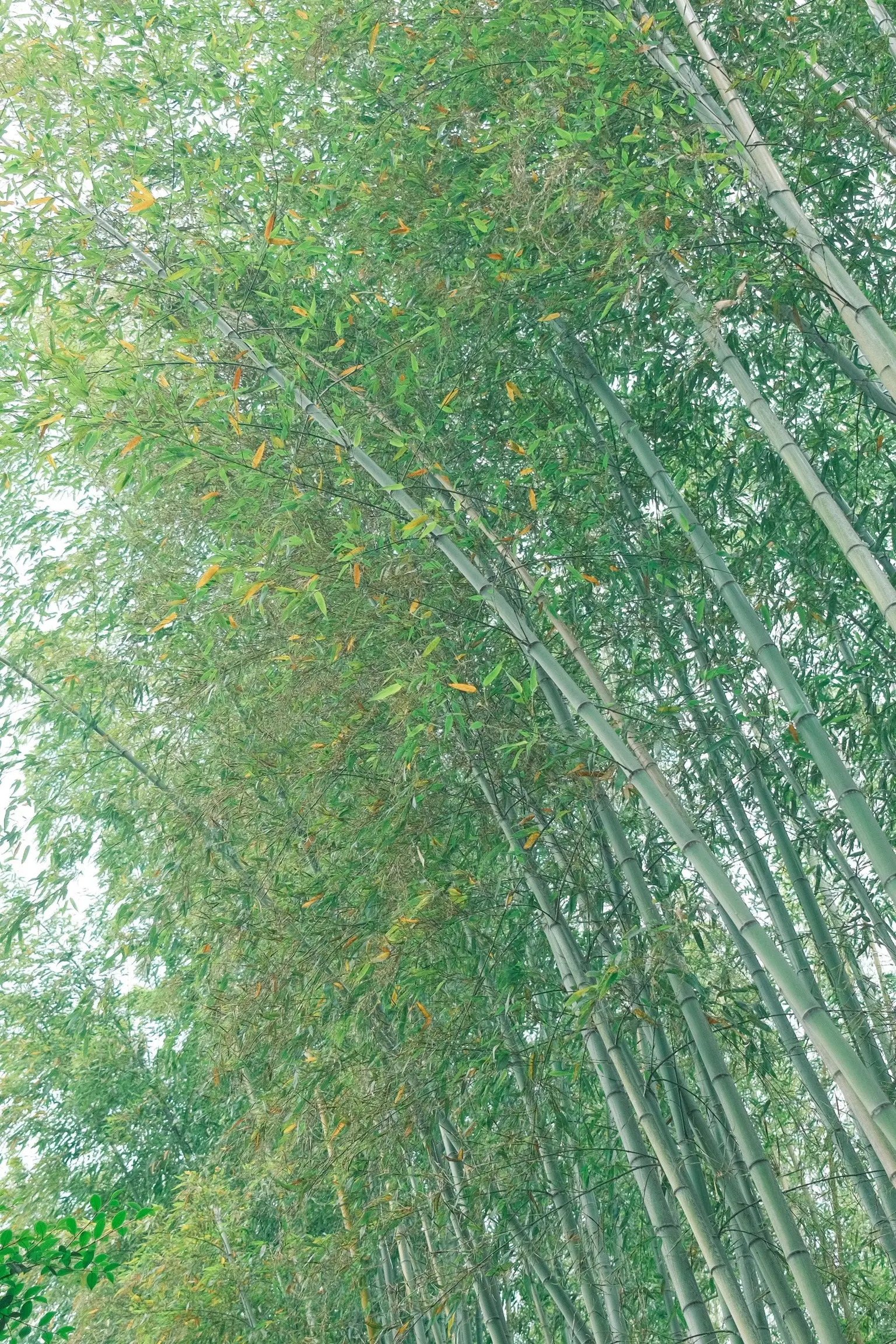 Photo: 2023-05-25_Bamboo.webp