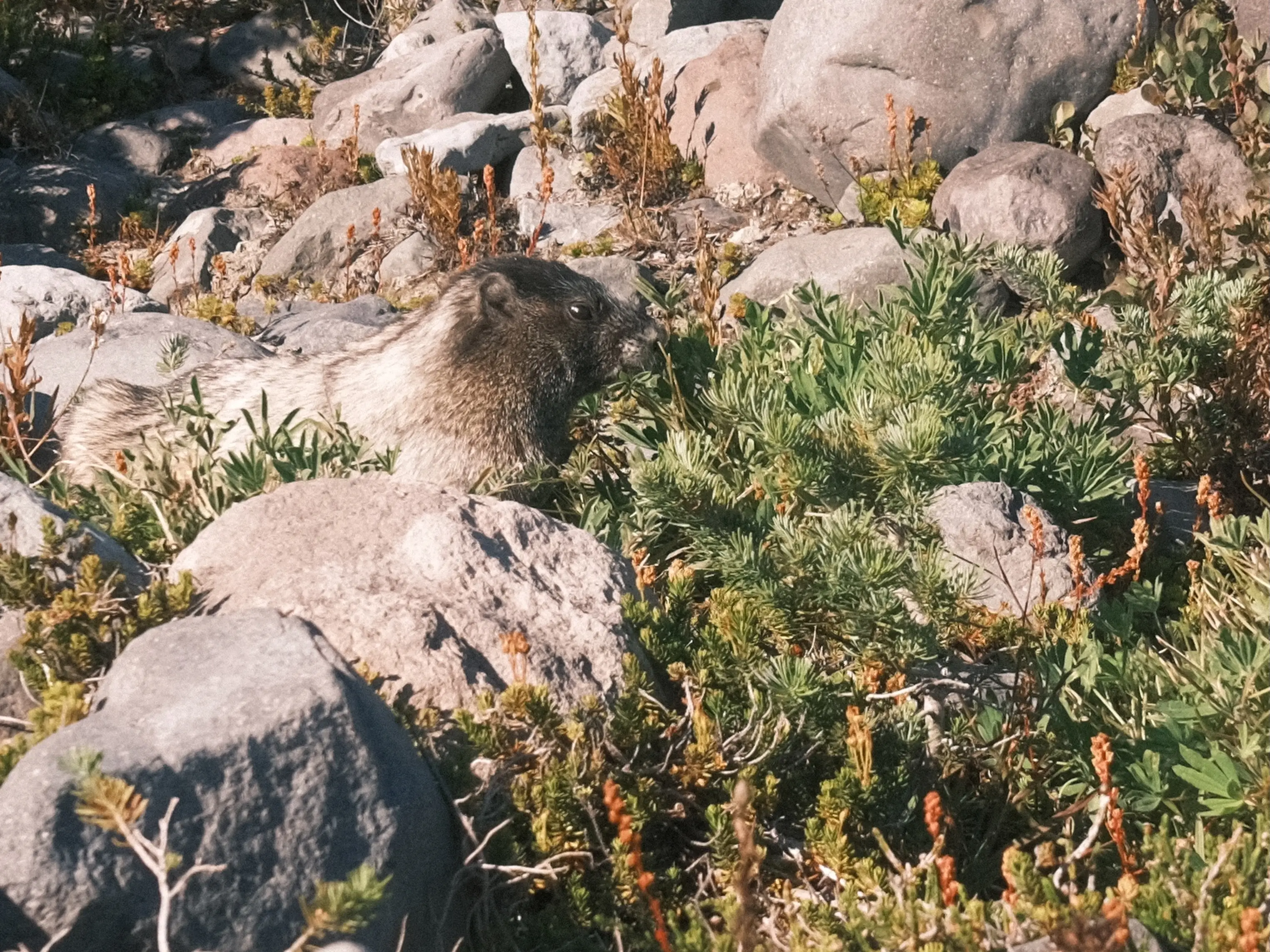 Photo: 2023-09-15_Marmot.webp