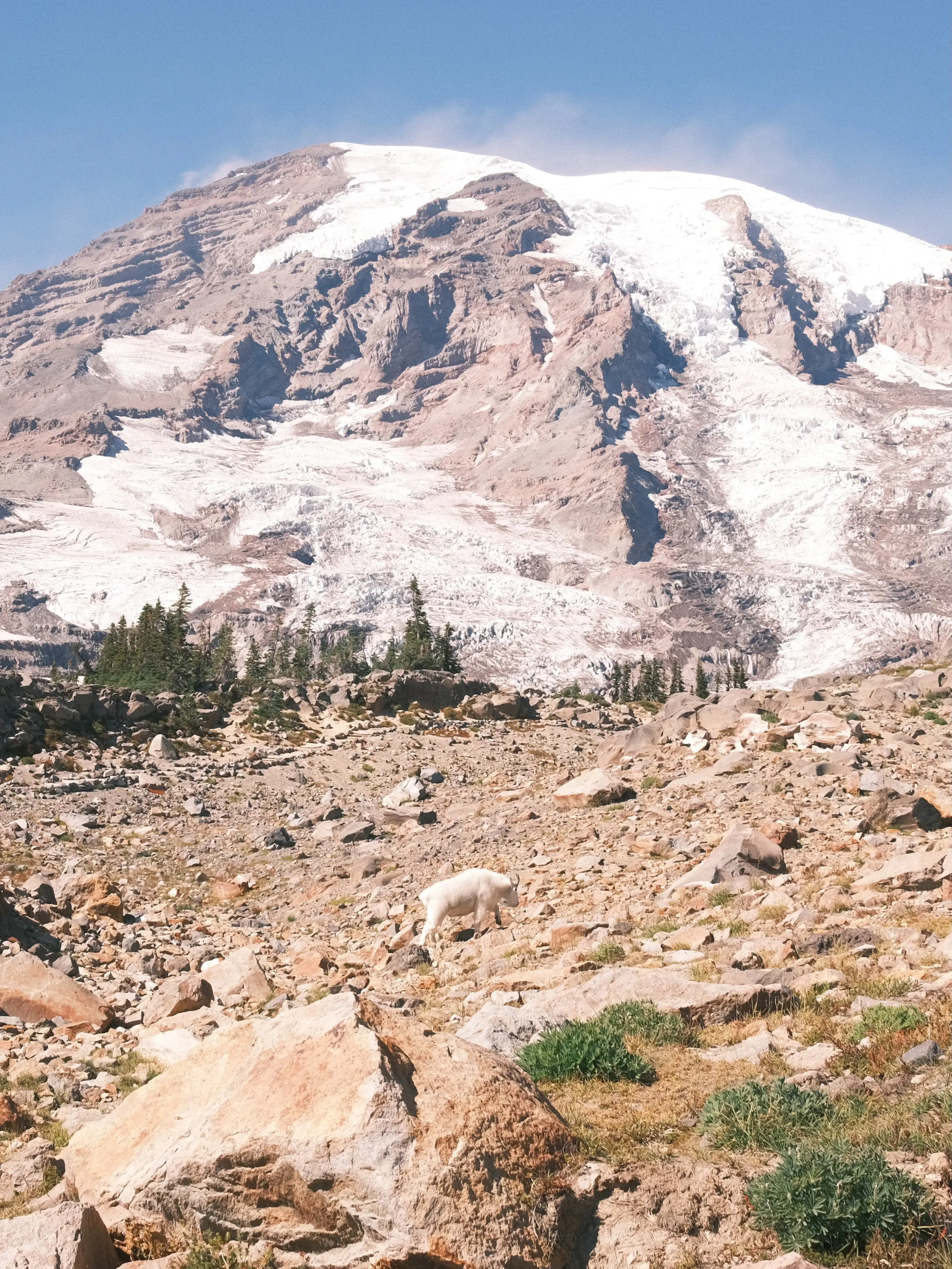 Photo: 2023-09-15_Mountain-Goat-at-Mount-Rainier.webp