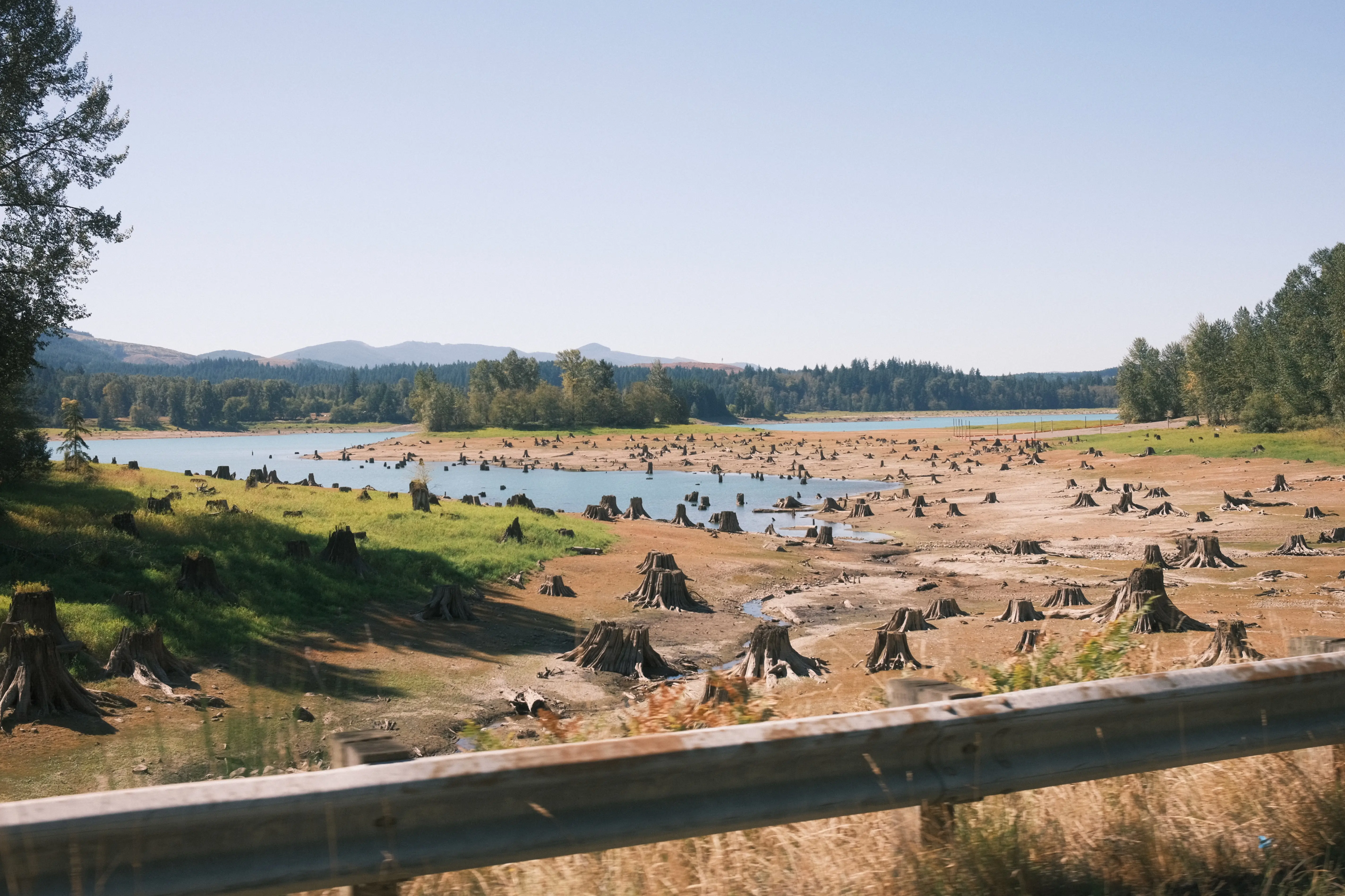 Photo: 2023-09-15_Tree-Stubs.webp