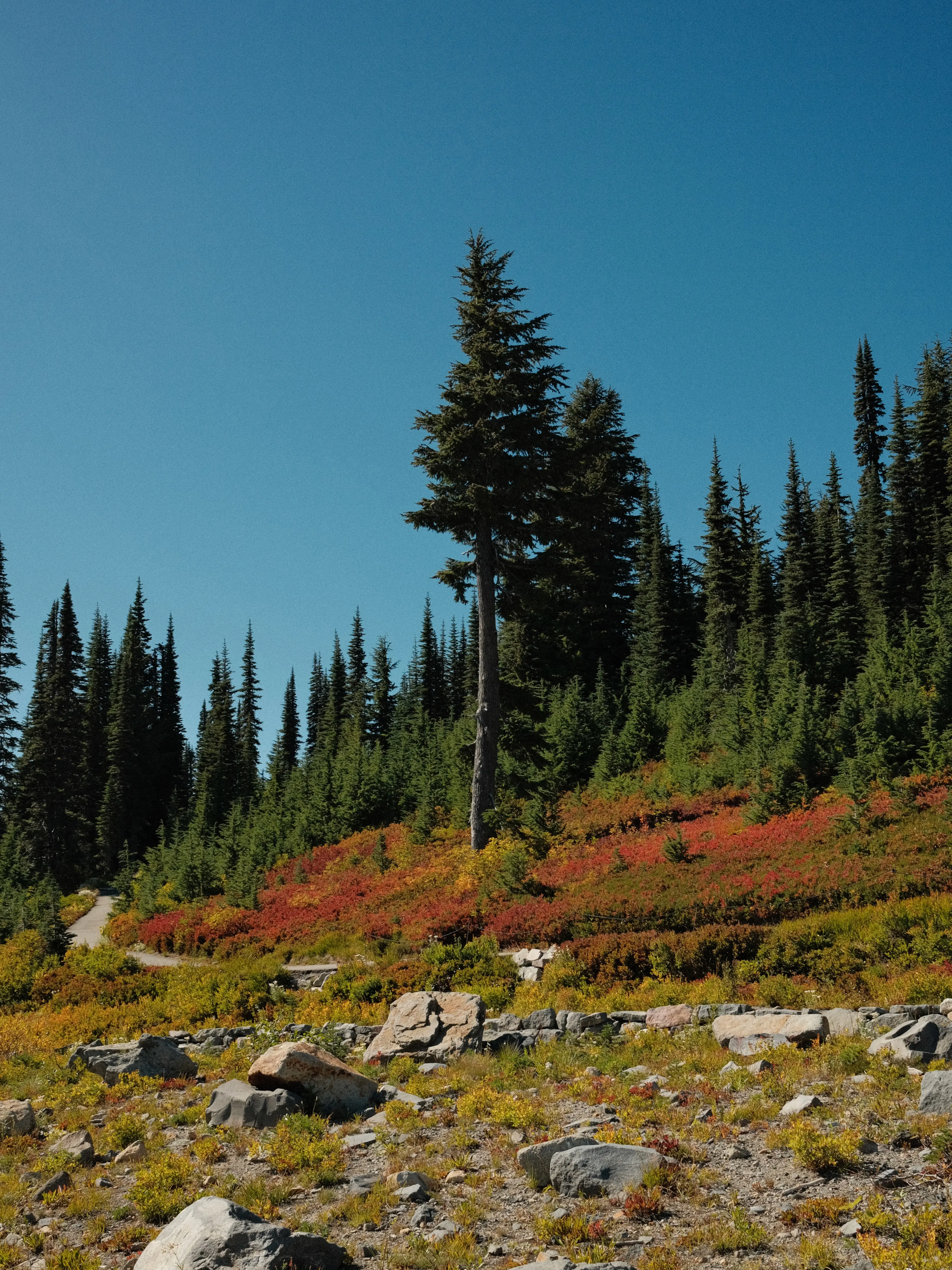 Photo: 2023-09-15_Tree-at-Mount-Rainier.webp