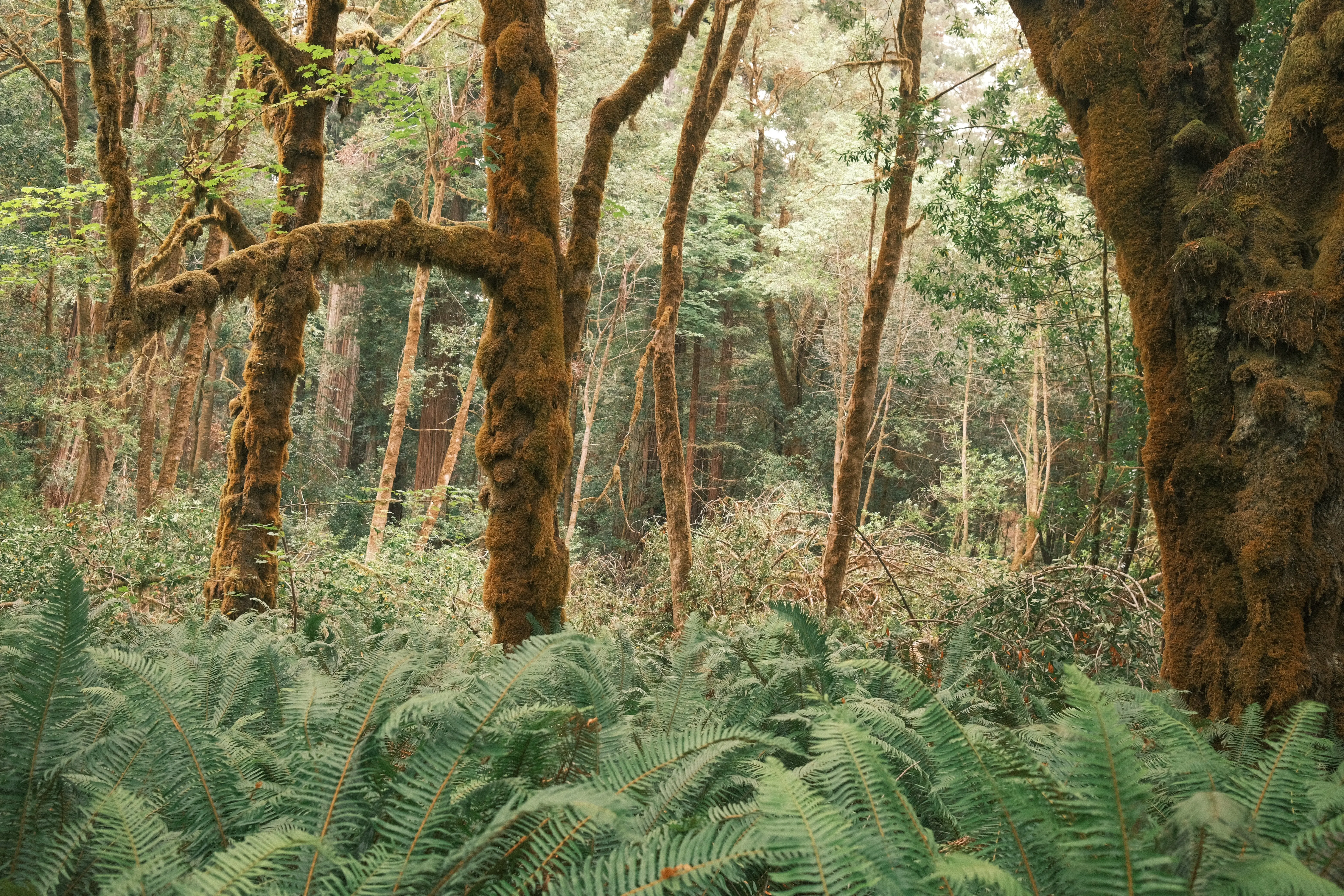 Photo: 2023-09-17_Big-Leaf-Maples.webp