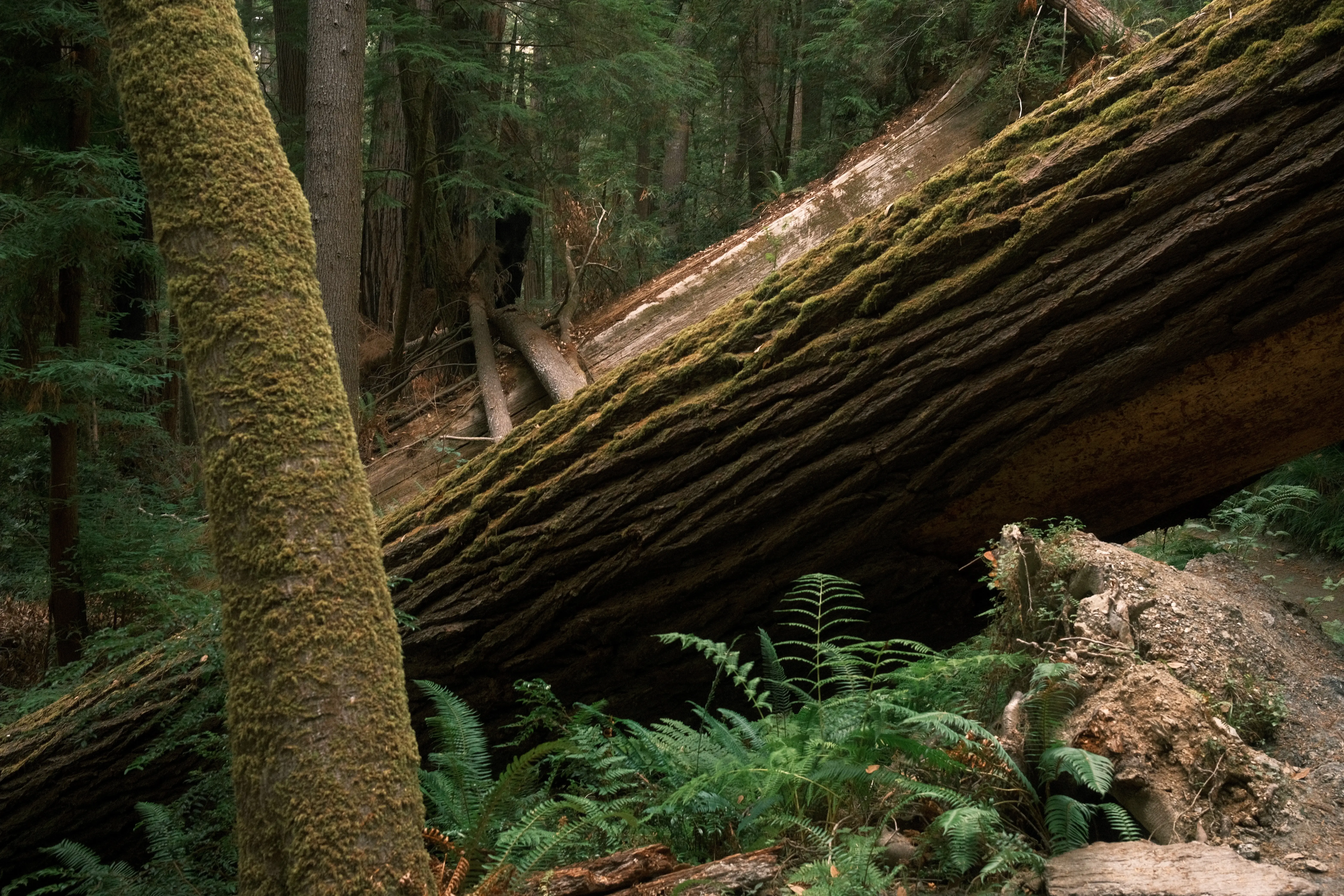 Photo: 2023-09-17_Fallen-Redwood.webp