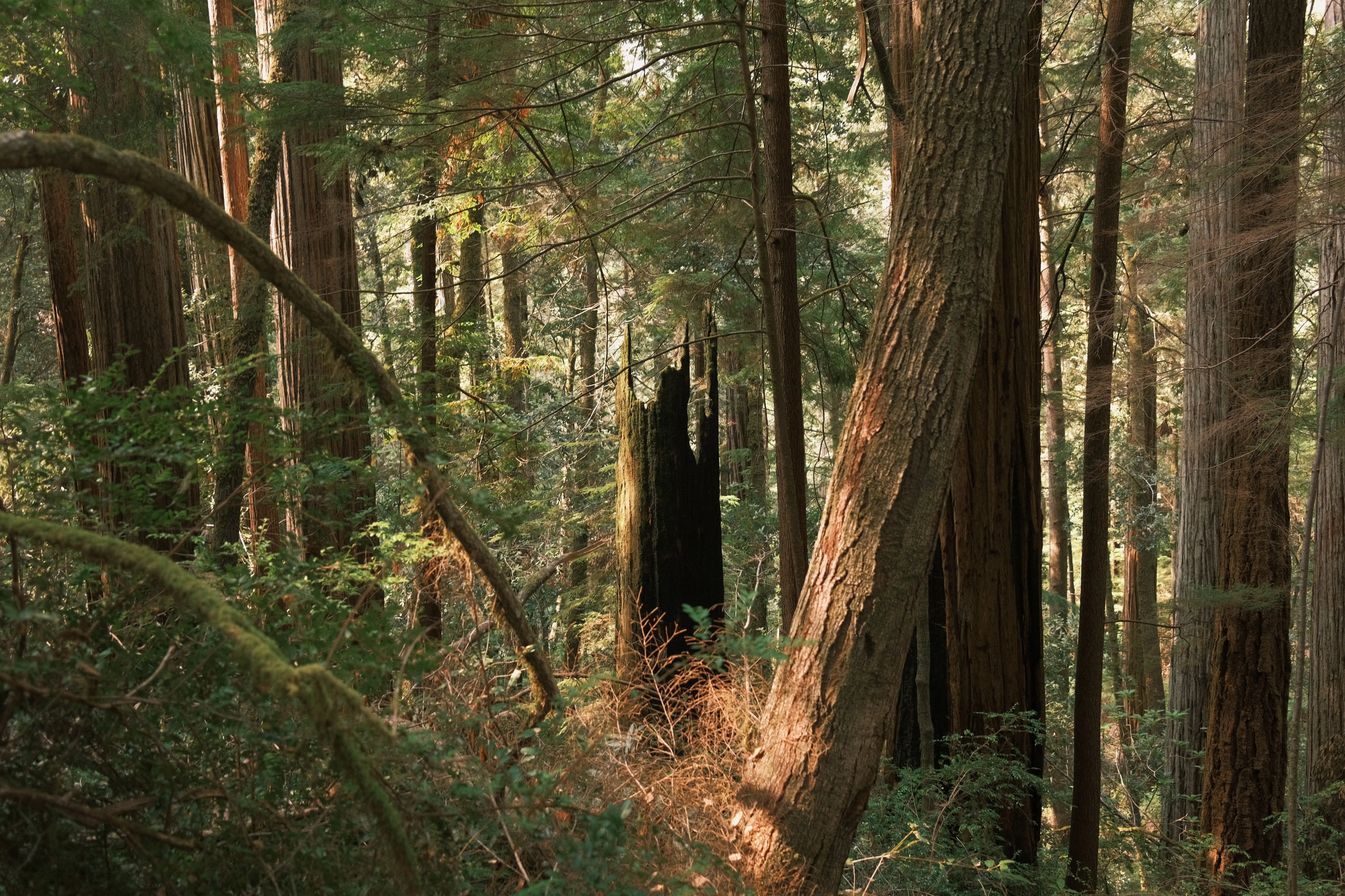 Photo: 2023-09-17_Hollowed-Out-Redwood.webp