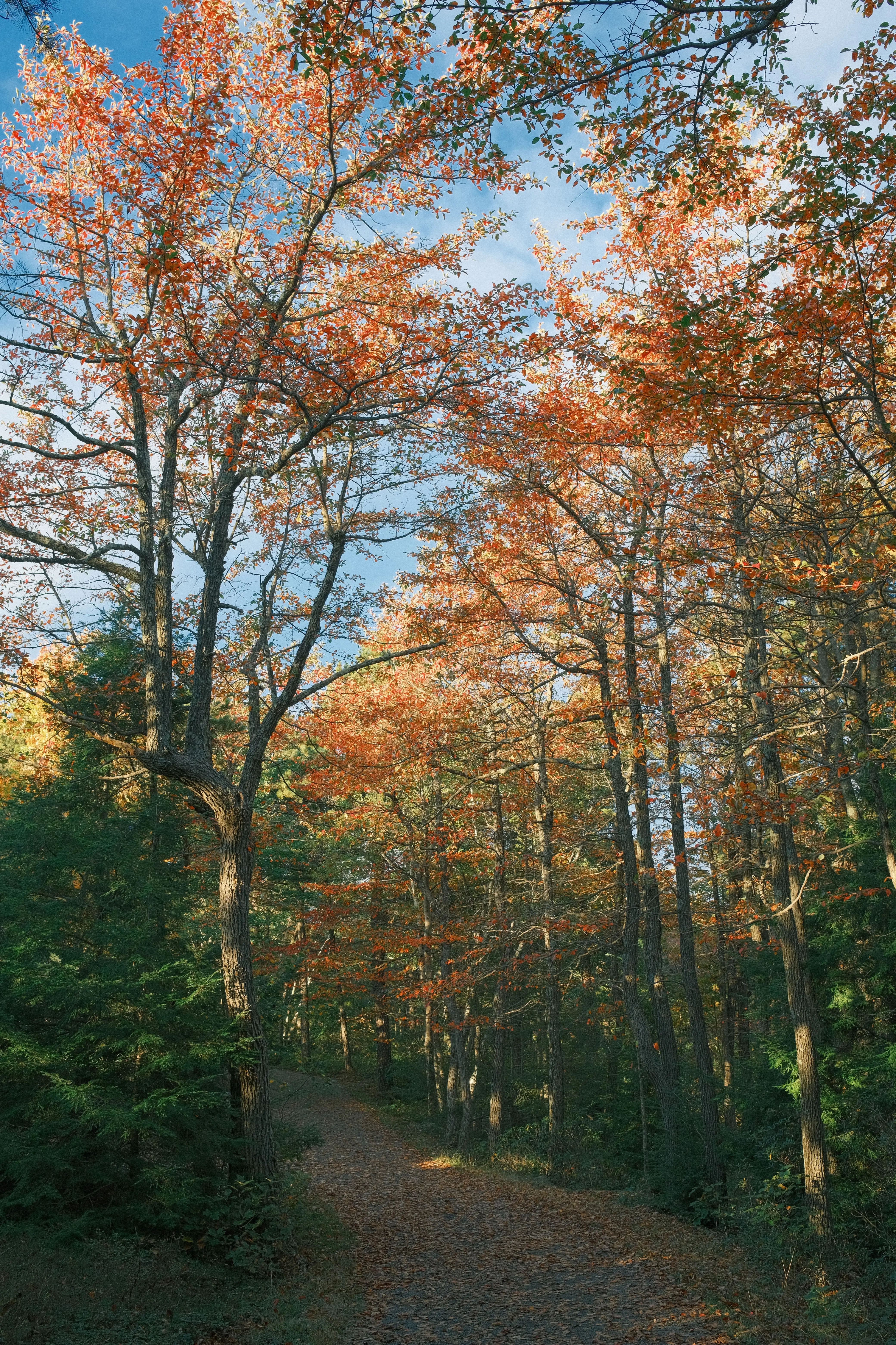 Photo: 2023-10-08_Fall-Leaves.webp