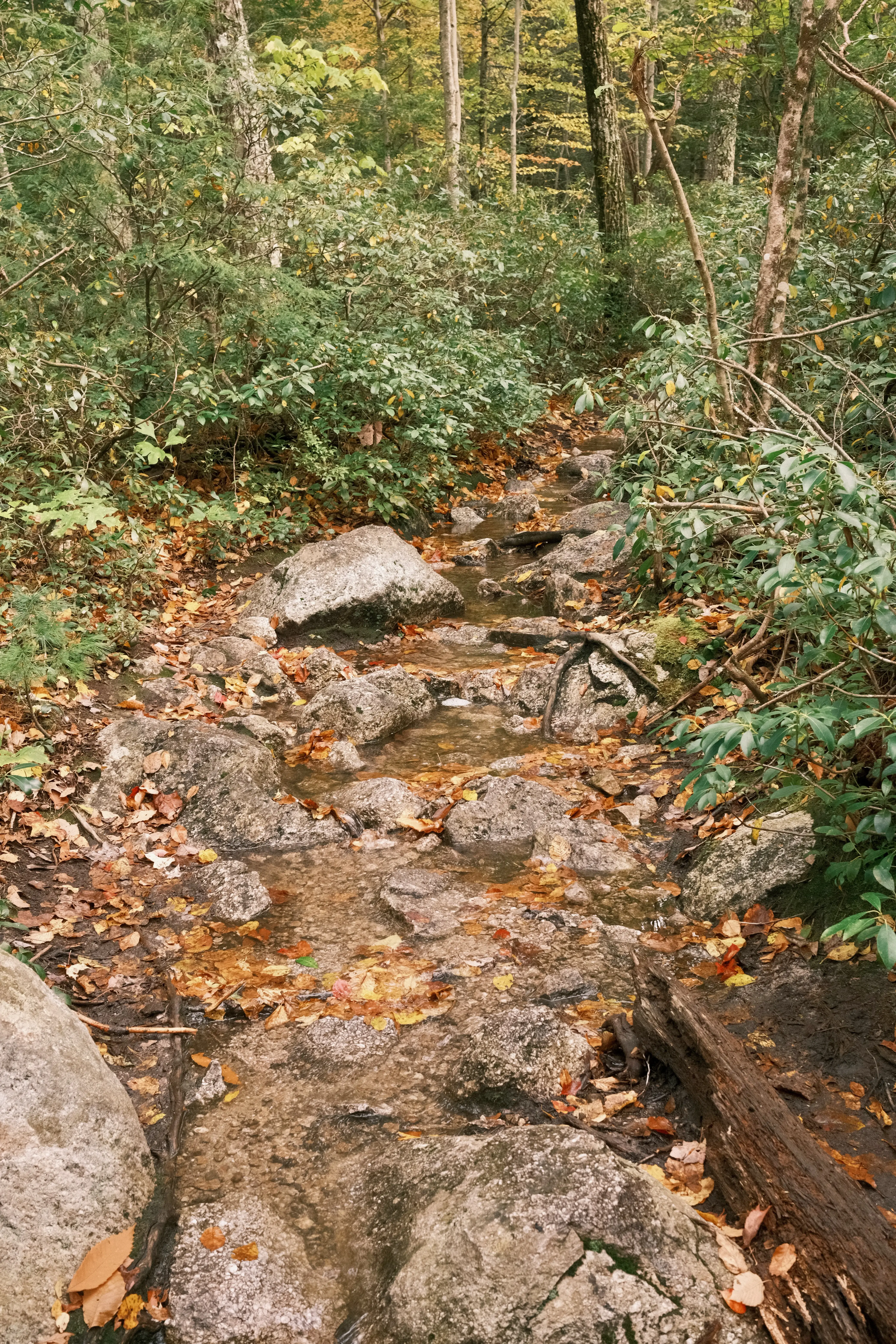 Photo: 2023-10-08_My-Feet-Got-Wet.webp