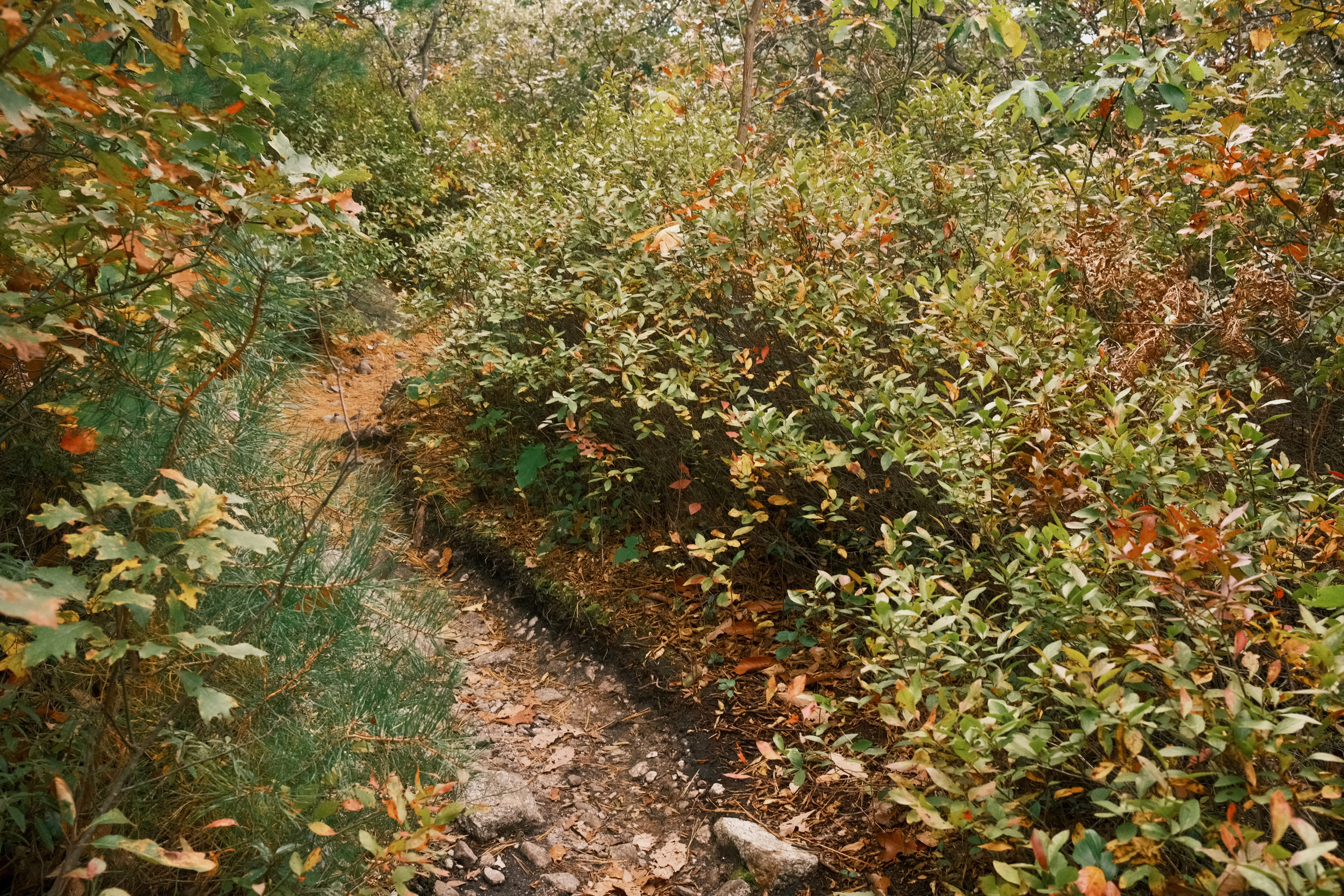 Photo: 2023-10-08_Nice-Little-Path.webp