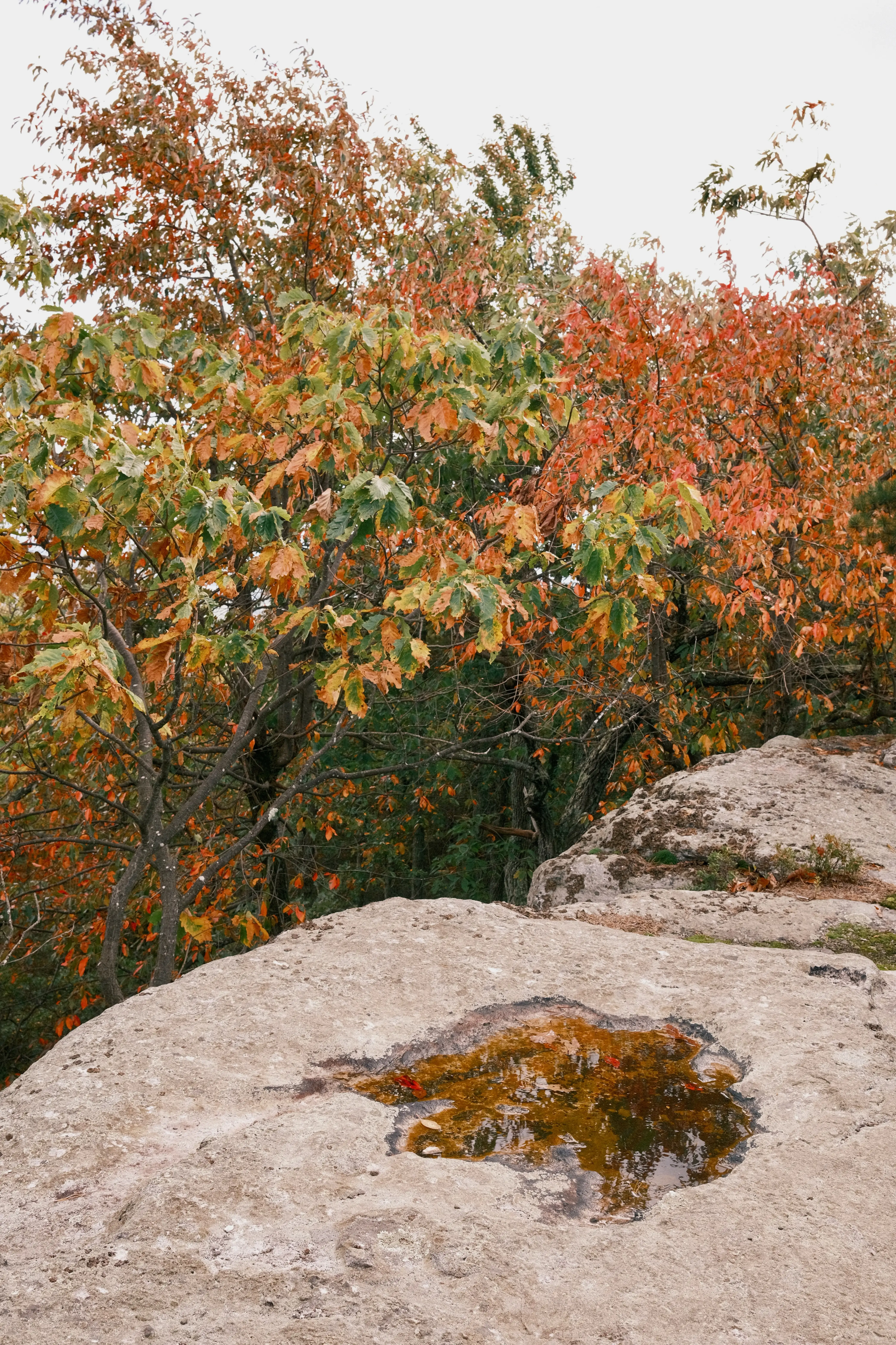 Photo: 2023-10-08_Puddle.webp