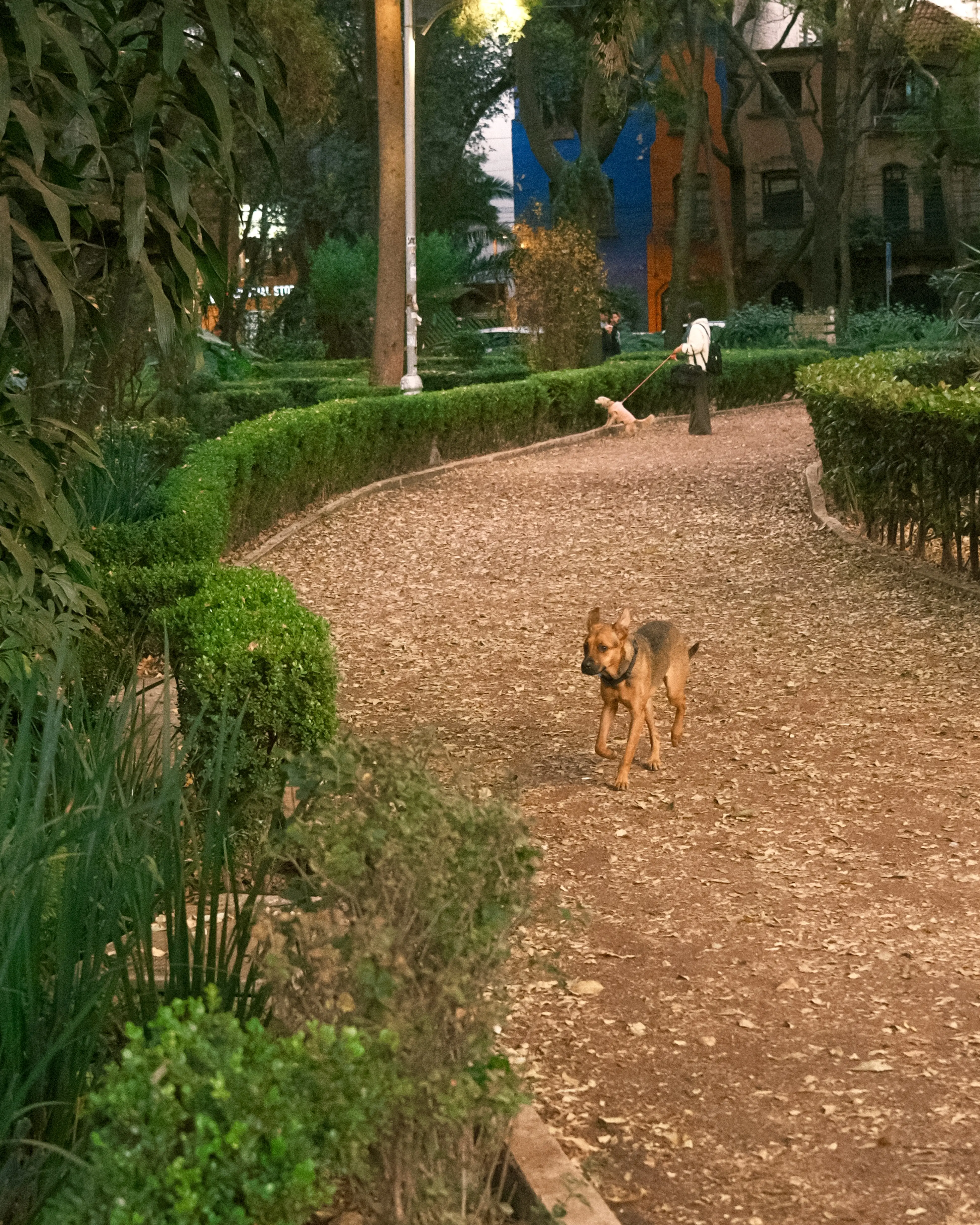 Photo: 2023-12-26_A-Good-Dog.webp