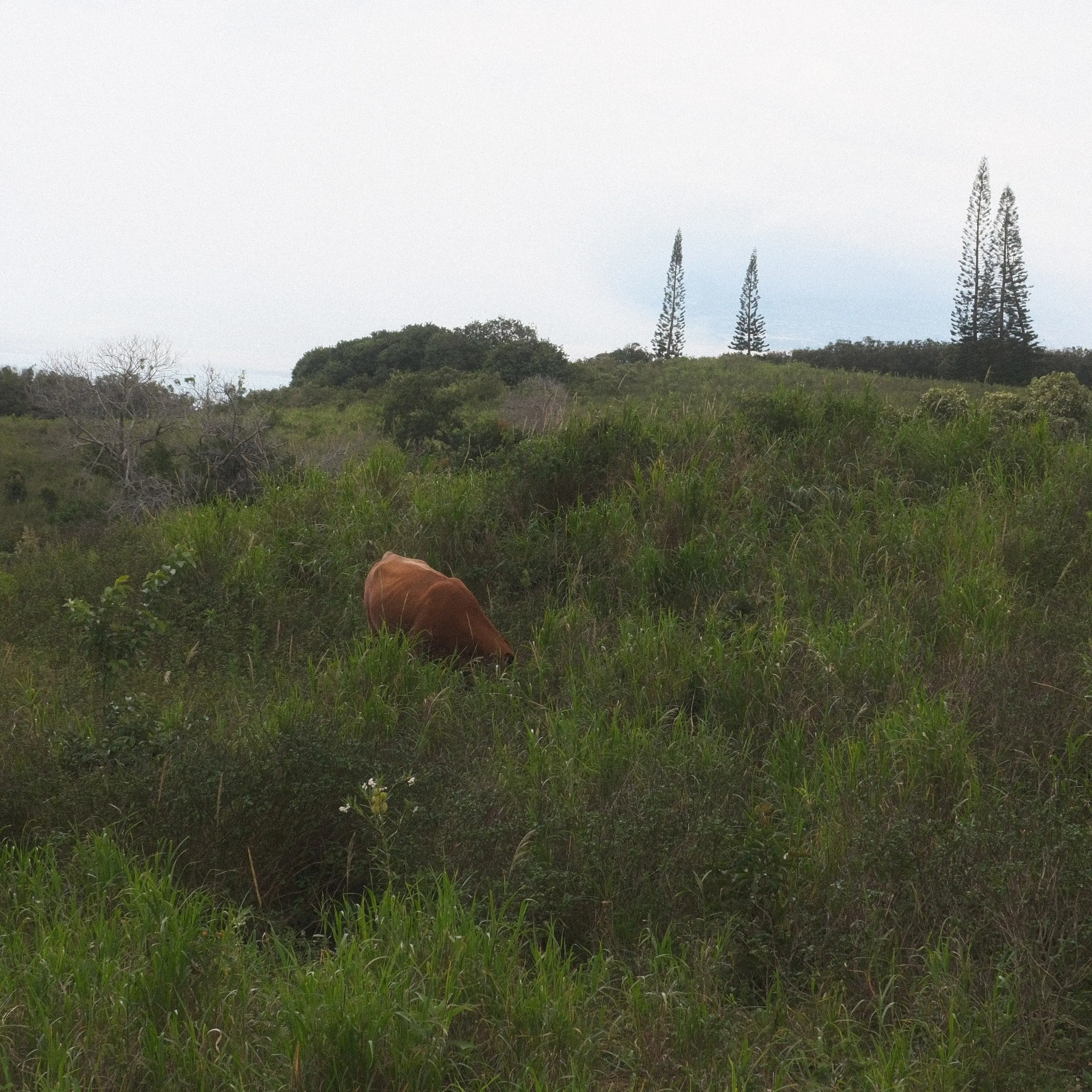 Photo: 2024-05-09_4f966eb7-9900-4680-86d5-340fdf27cc54.webp