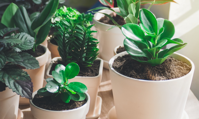 Auspicious Trees to Plant In Your Home