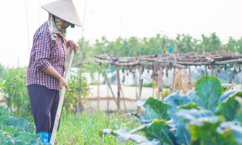 Life of Thai Farmers: Challenges in an Era of Rapid Change