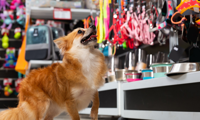Staring an Online Pet Store