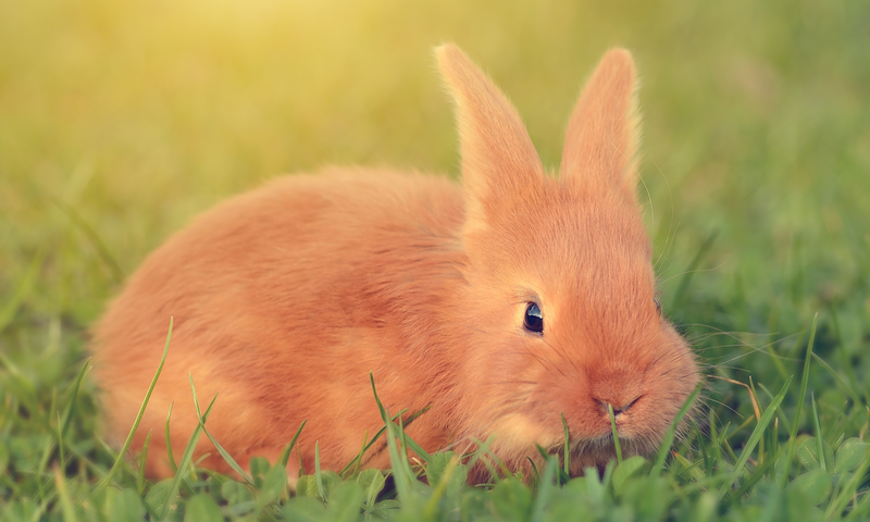 Fahsai's New Pet Rabbit