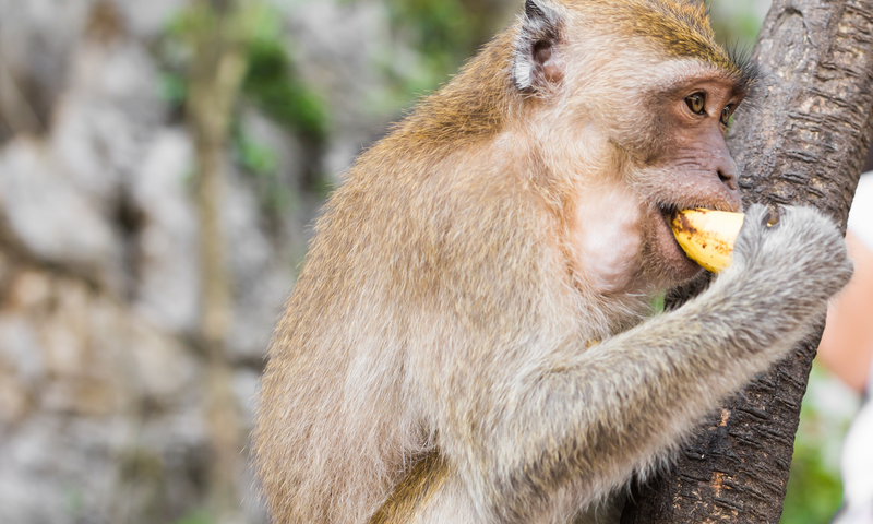 The Monkey and the Lost Item