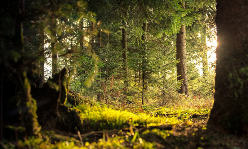 Adventure in the Forest