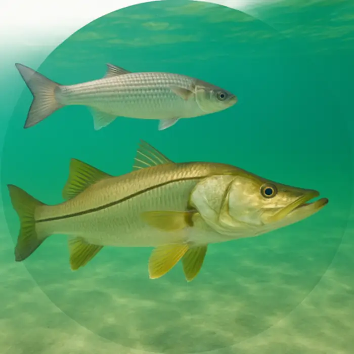 sunshine.state avatar