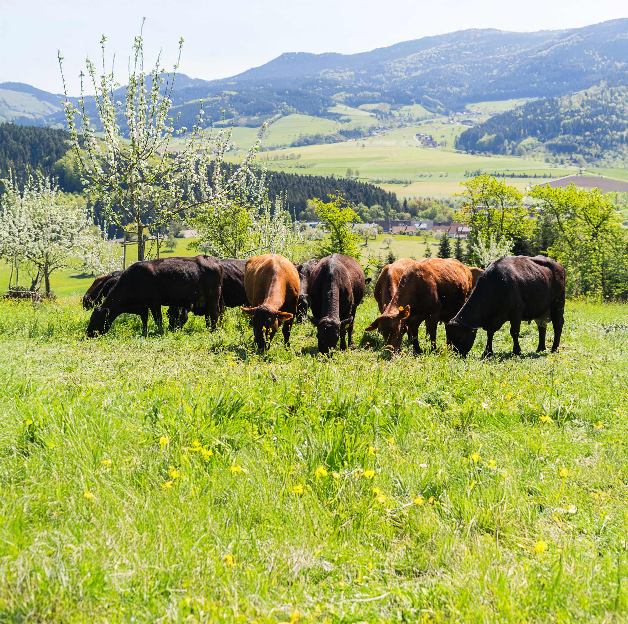 Weiderind Header