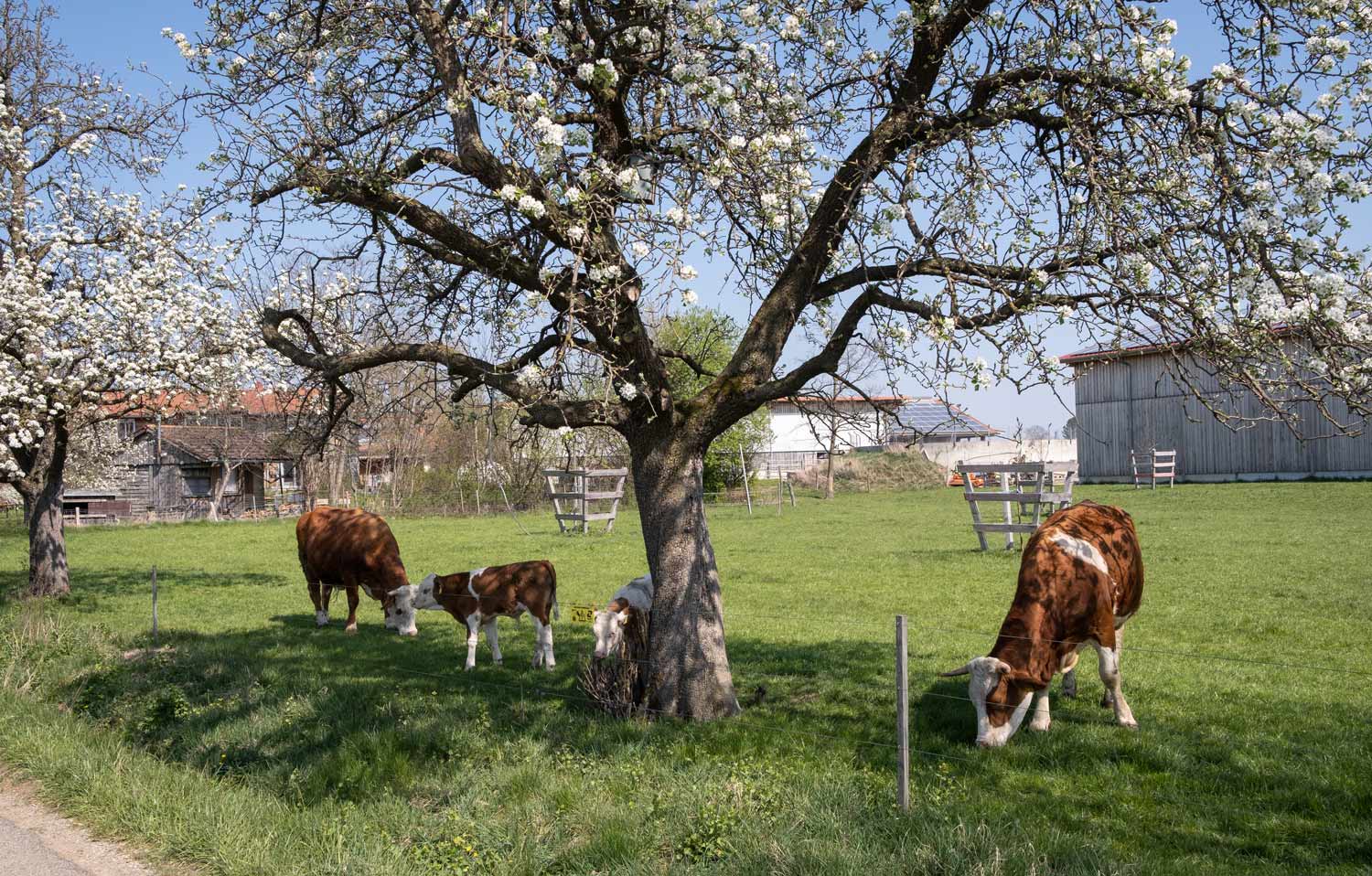 Eindrücke vom Hof
